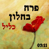 כליל - פרח בחלון
